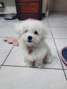 小比熊Ｑ寶
