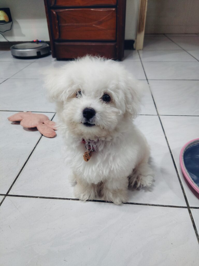 小比熊Ｑ寶